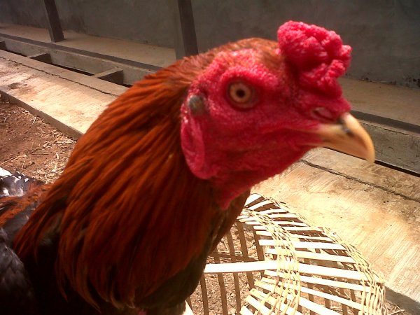 Ayam Bangkok Aduan